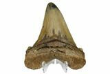Serrated, Angustidens Tooth - Megalodon Ancestor #170345-2